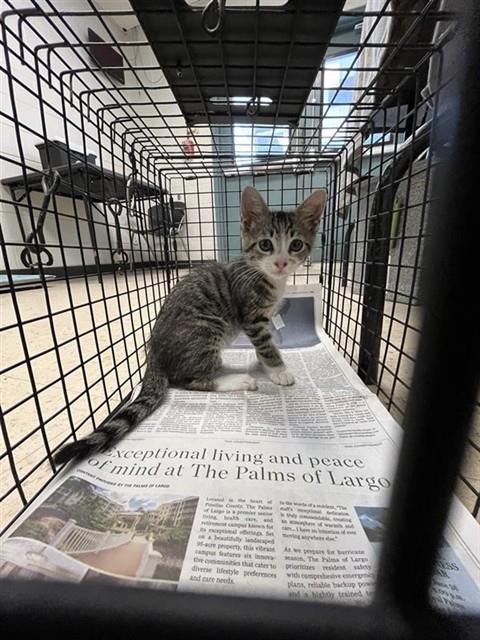 Adoptable Cat