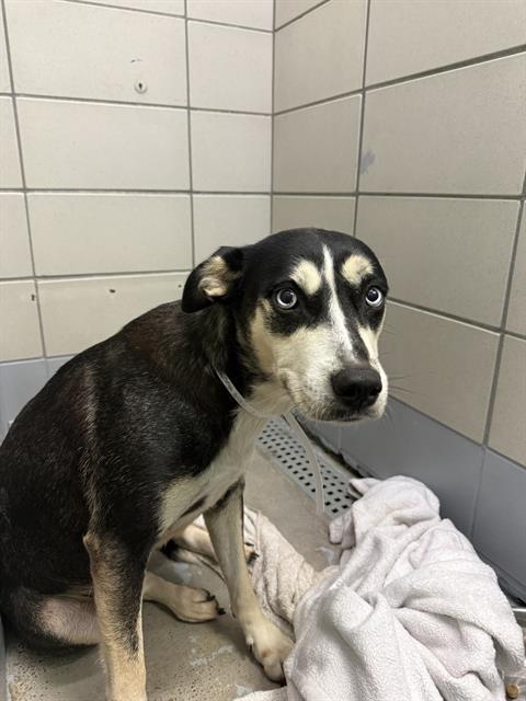Adoptable Dog