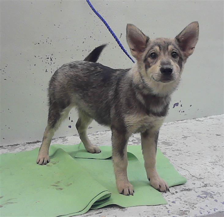 Adoptable Dog