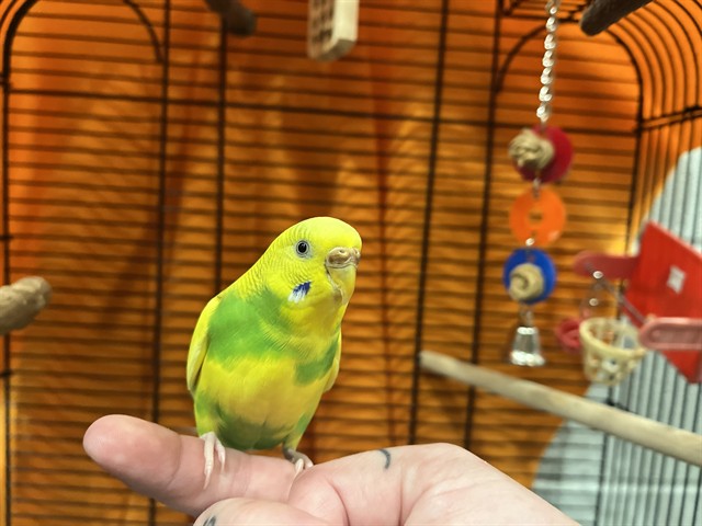 Chartreuse