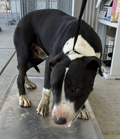 Adoptable Dog