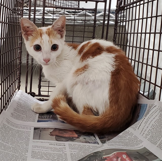 Adoptable Cat