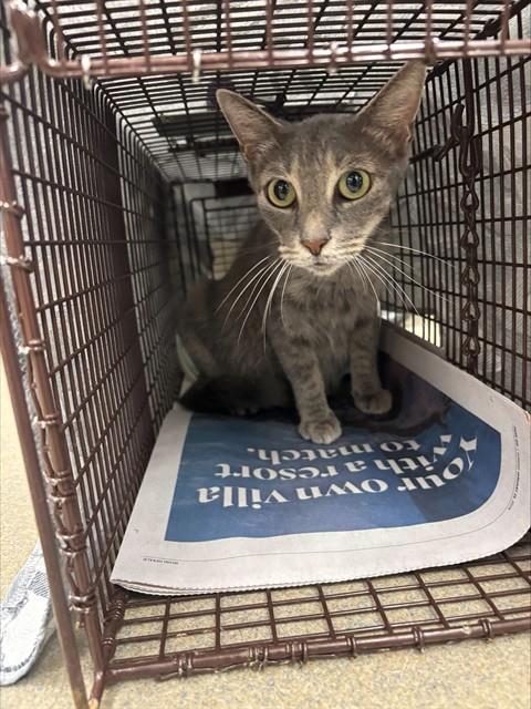 Adoptable Cat