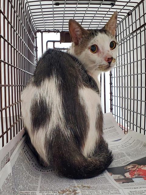Adoptable Cat