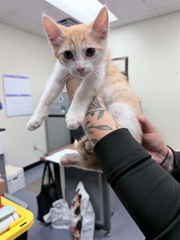 Adoptable Cat
