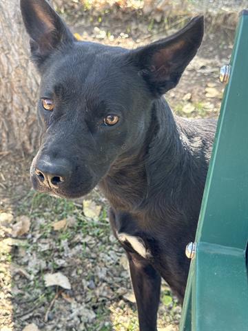 Dixie