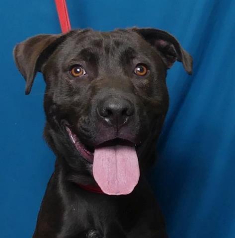 Kahlua