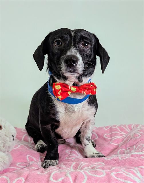 Skipper