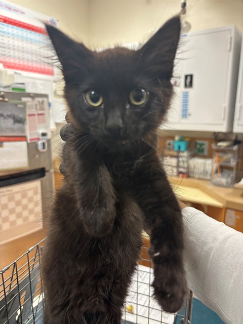 Adoptable Cat