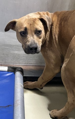Adoptable Dog