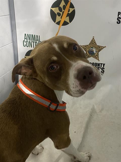 Adoptable Dog