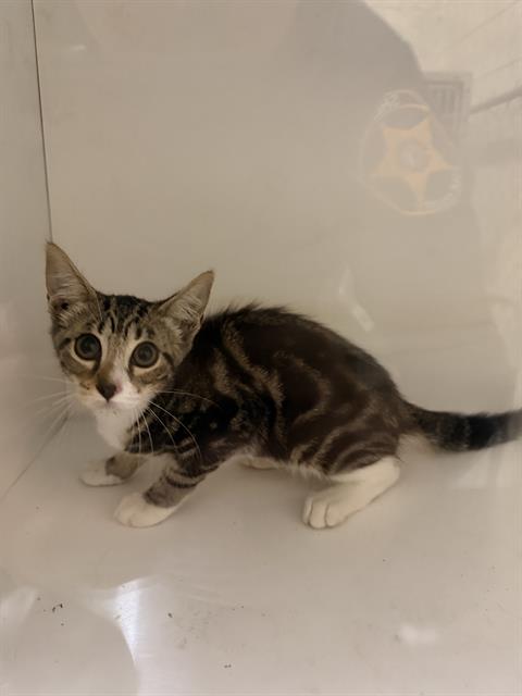Adoptable Cat