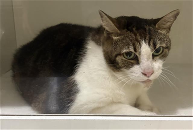 Adoptable Cat