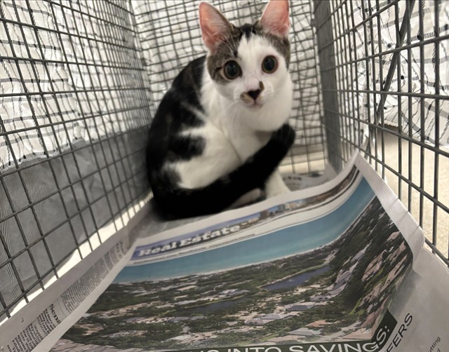Adoptable Cat