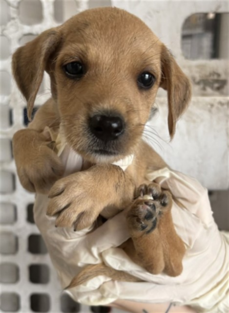 Adoptable Dog
