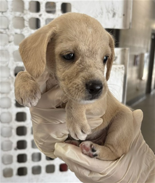 Adoptable Dog