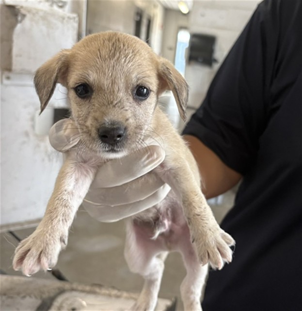 Adoptable Dog