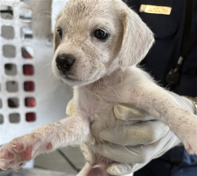 Adoptable Dog