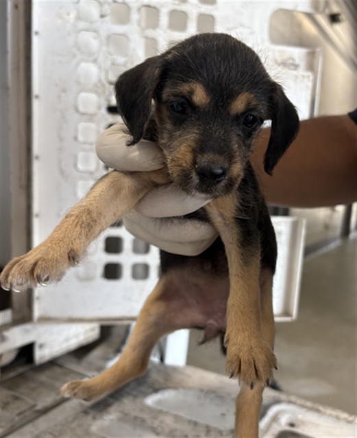 Adoptable Dog