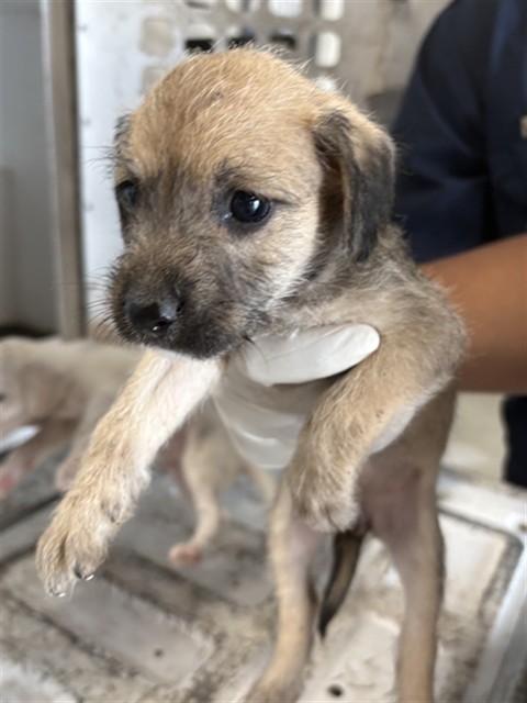 Adoptable Dog