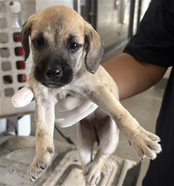 Adoptable Dog