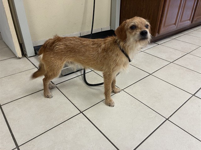 Shelter Staff Named Me *Zander