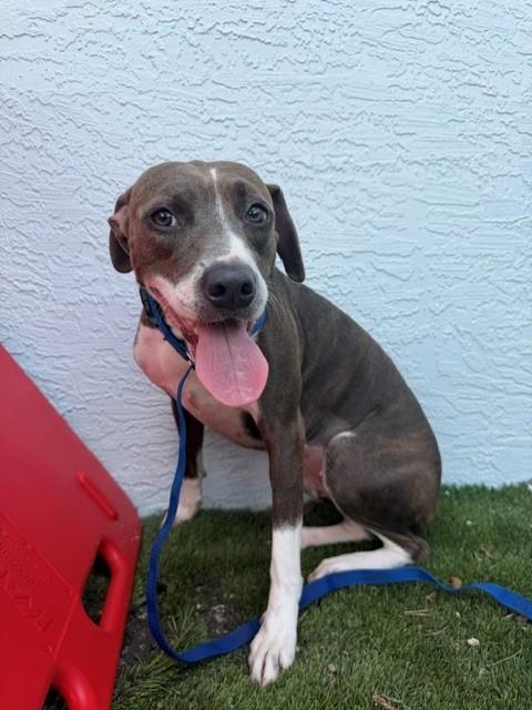 Shelter Staff Named Me *Ginger