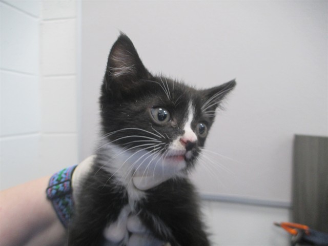 Zorro