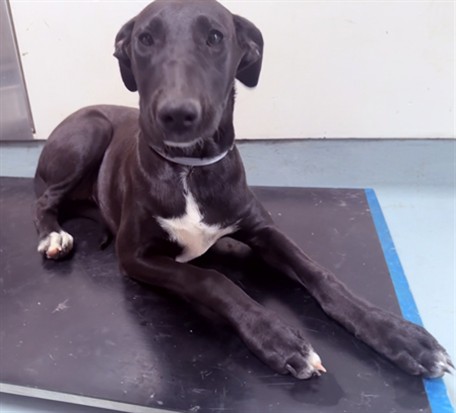 Adoptable Dog