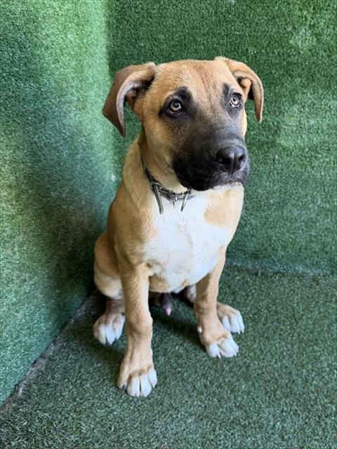 Adoptable Dog