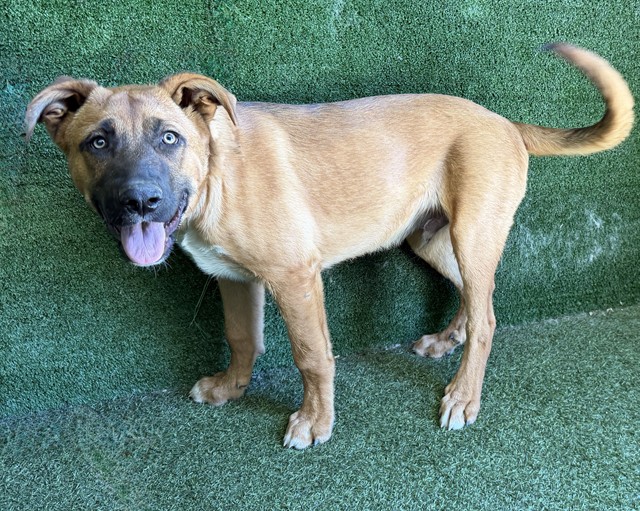 Adoptable Dog