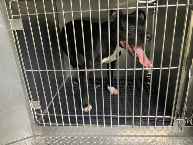 Adoptable Dog