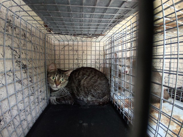 Adoptable Cat