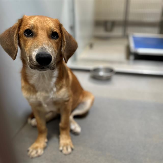 Adoptable Dog