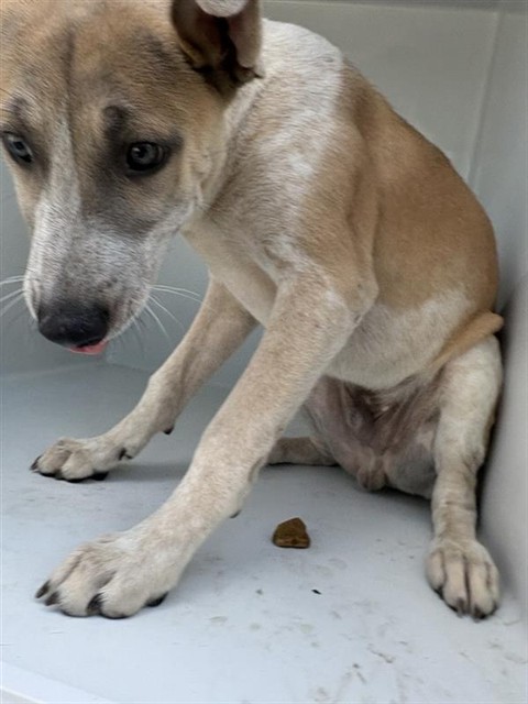 Adoptable Dog