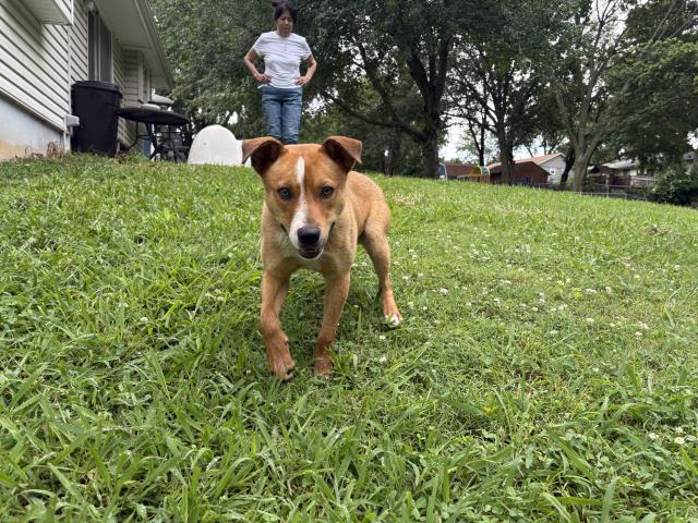 Boomer