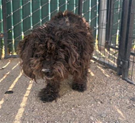 Adoptable Dog