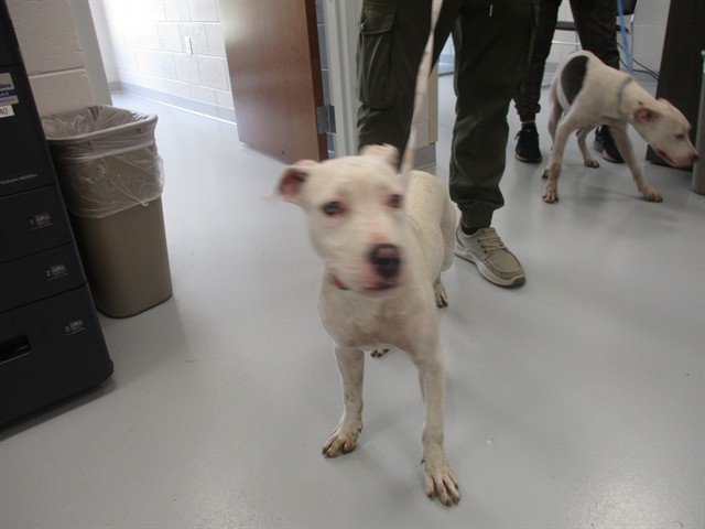 Adoptable Dog