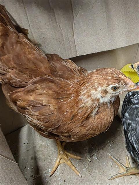 Adoptable Bird
