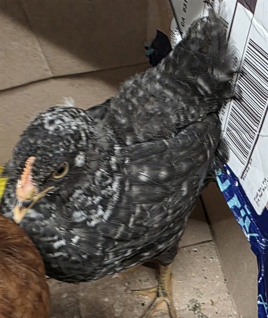 Adoptable Bird