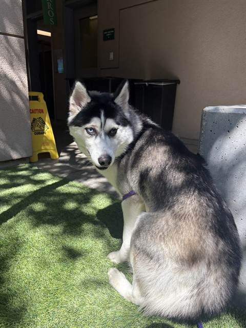 Adoptable Dog