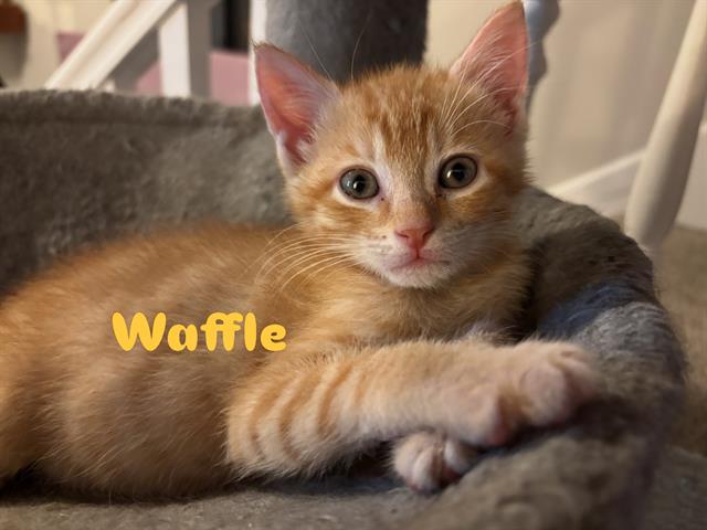 Waffle
