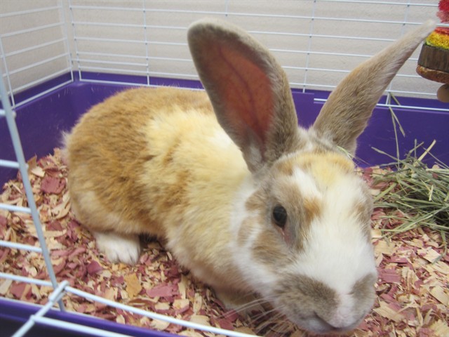 Peabody