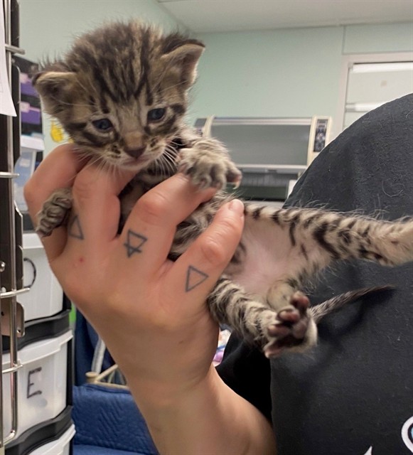 Adoptable Cat
