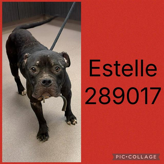 Estelle