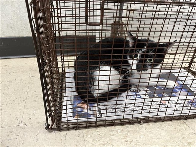 Adoptable Cat