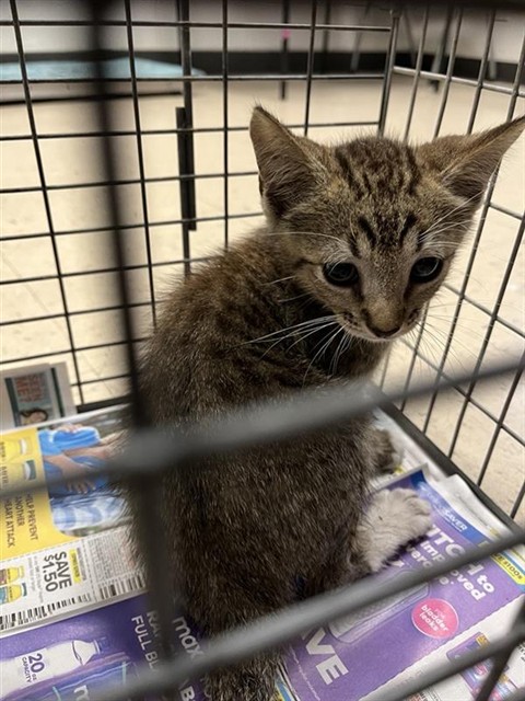 Adoptable Cat