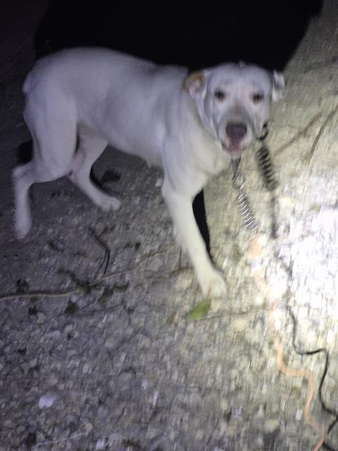 Adoptable Dog