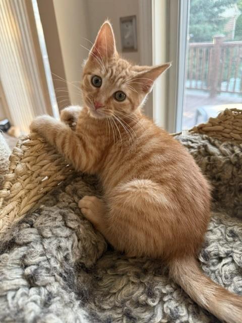 Buttons