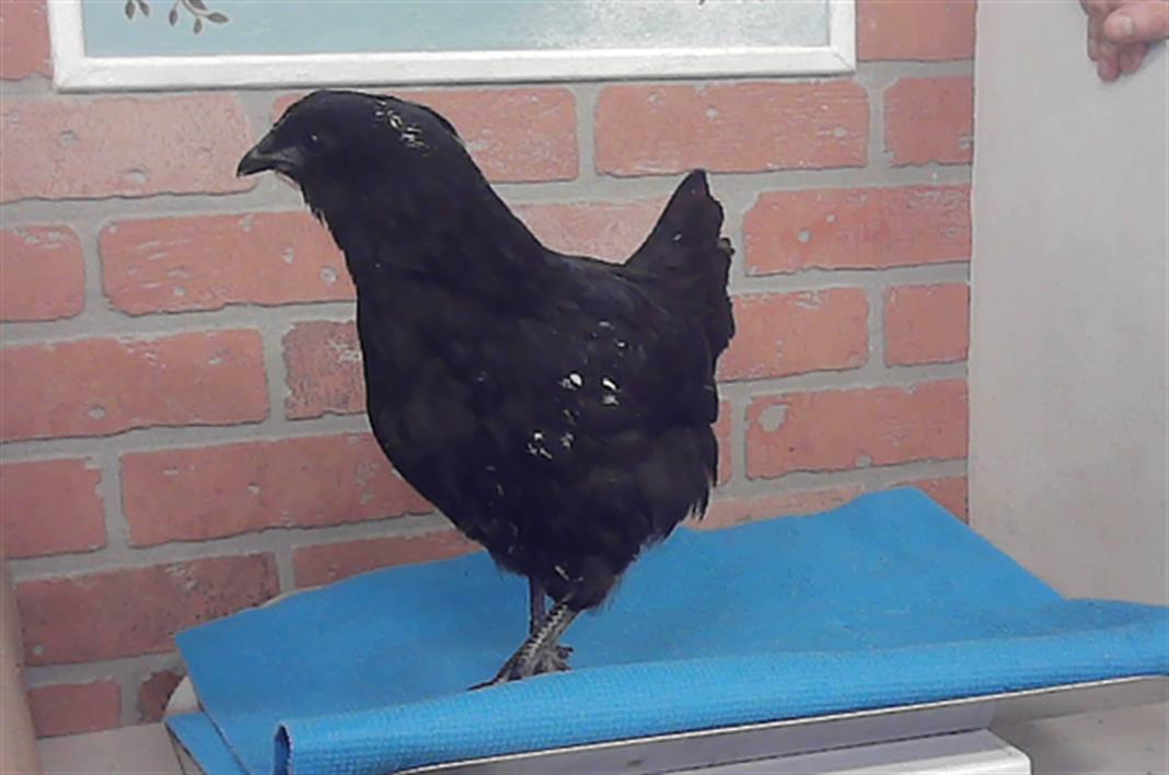 Adoptable Bird
